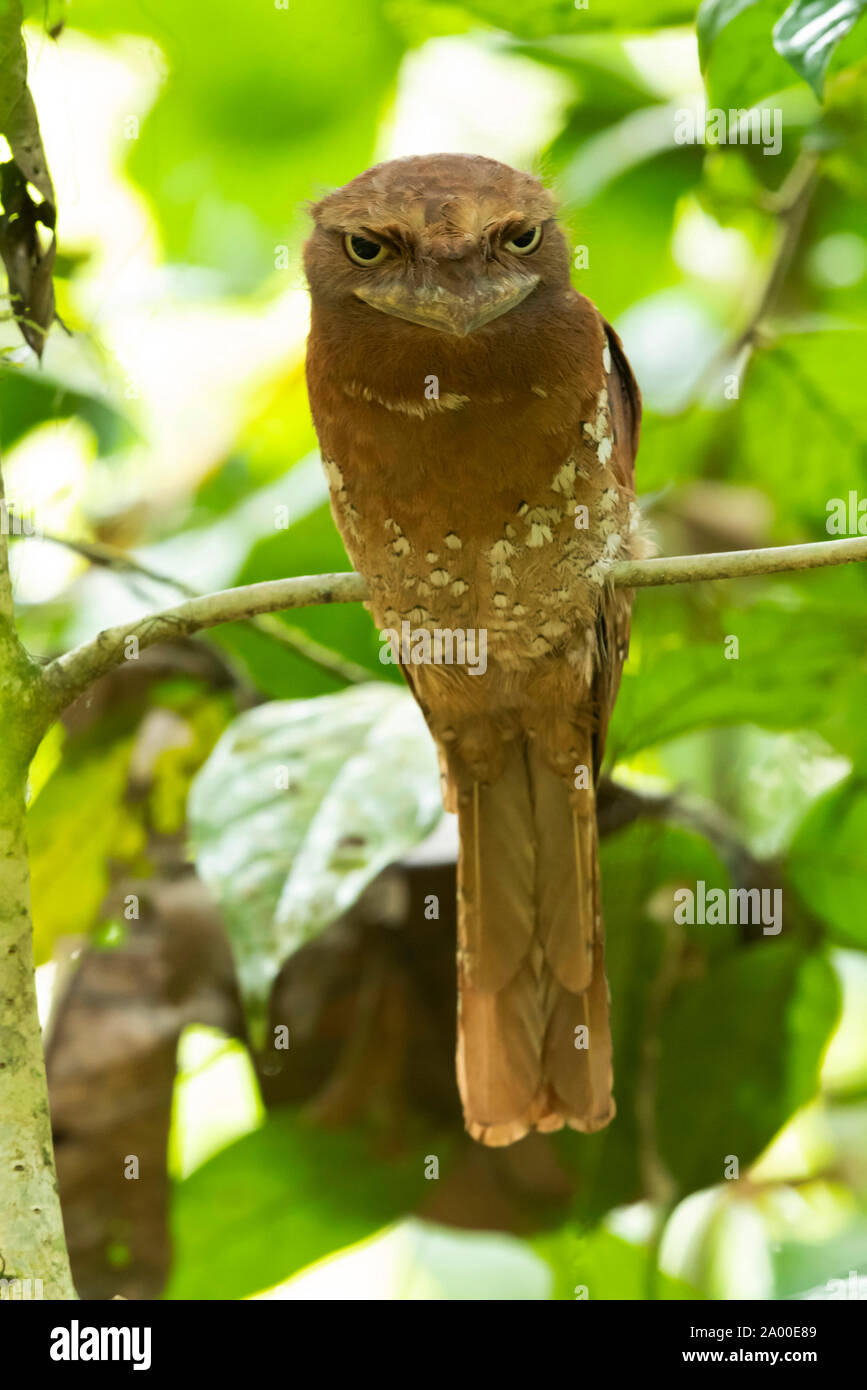 Sri Lankan frogmouth, female, Batrachostomus moniliger at Salim Ali Bird Sanctuary, Thattekad in Kerala, India Stock Photo