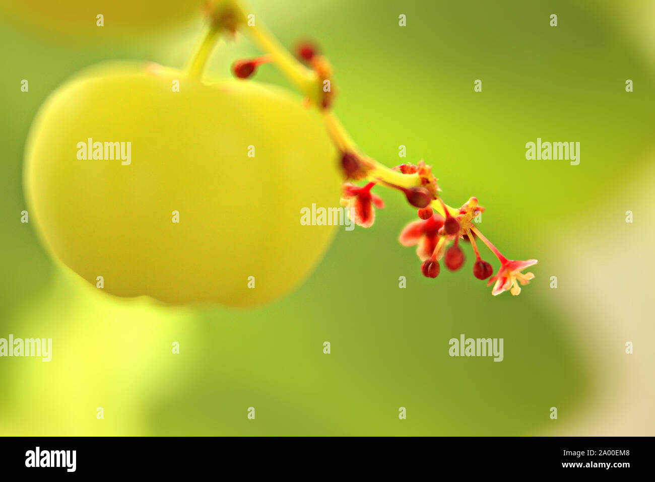 Star gooseberry flower with blurred fruit. Stock Photo