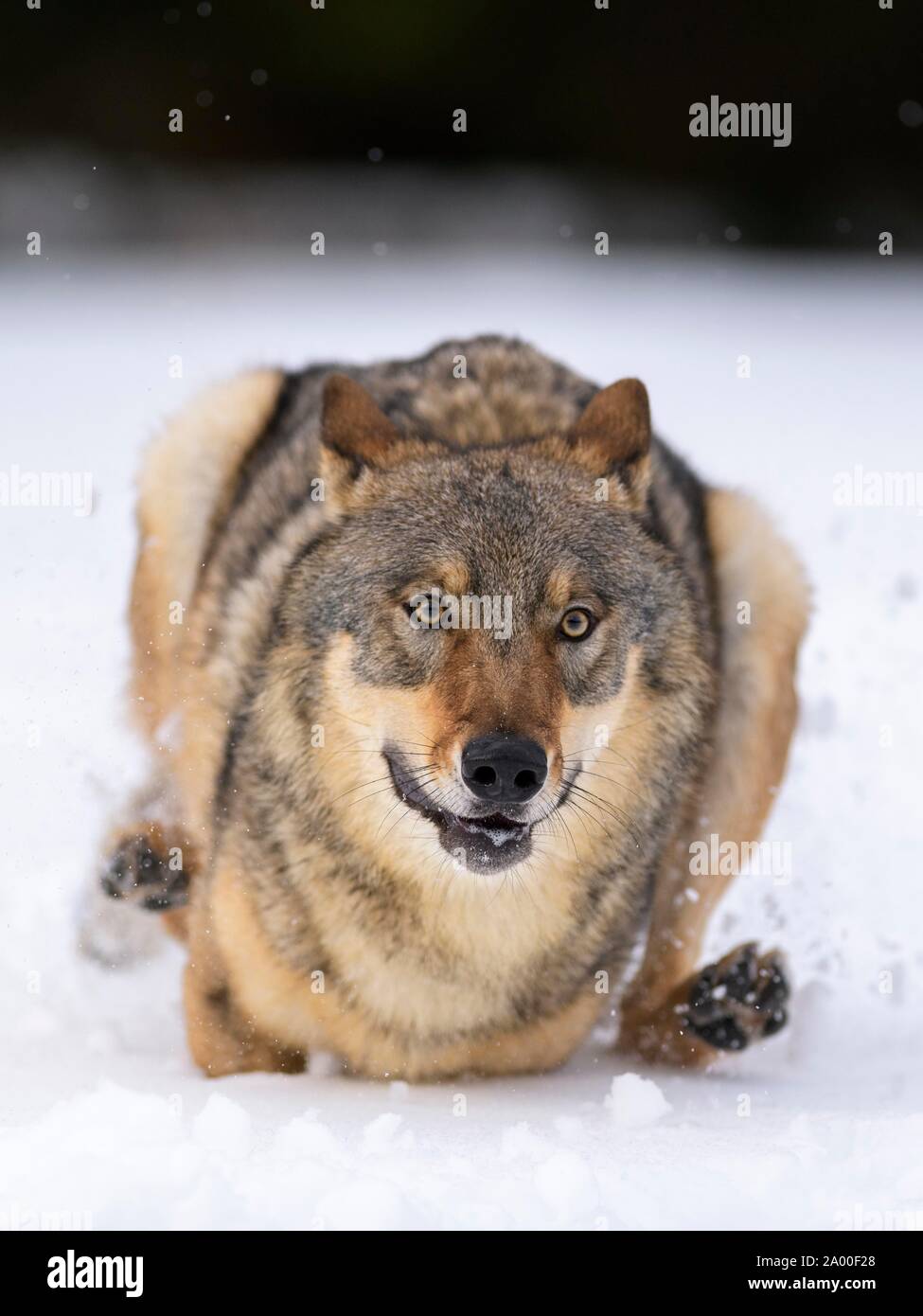 Gray wolf (Canis lupus), running through deep snow, Sumava National ...