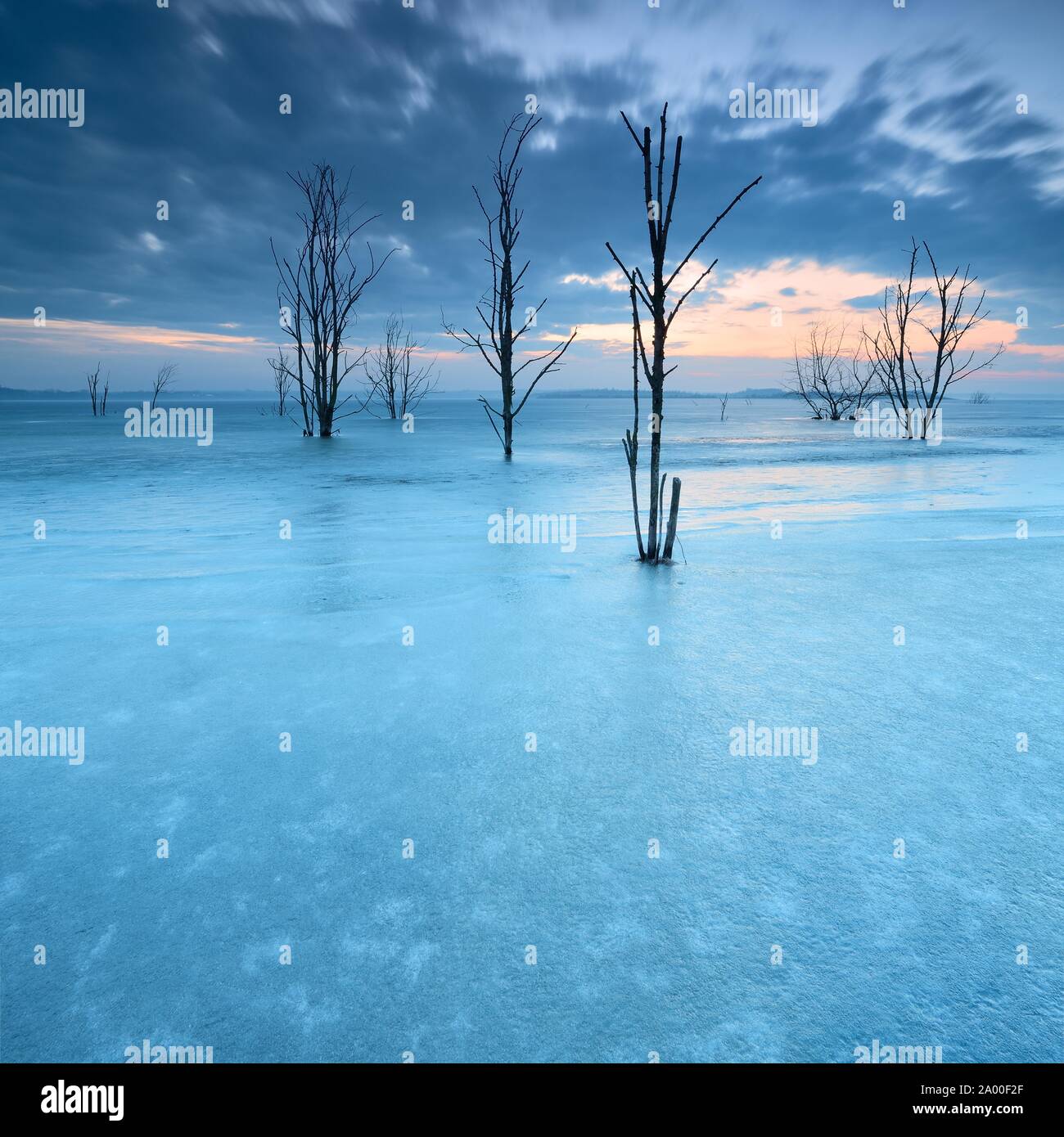 Frozen Lake Geiseltal with dead trees in winter, Mucheln, Saxony-Anhalt, Germany Stock Photo