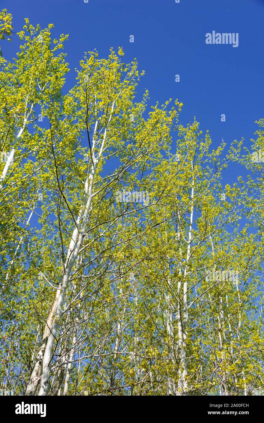 Birches (Betula), trees in blue sky, Elk Island National Park, Alberta, Canada Stock Photo