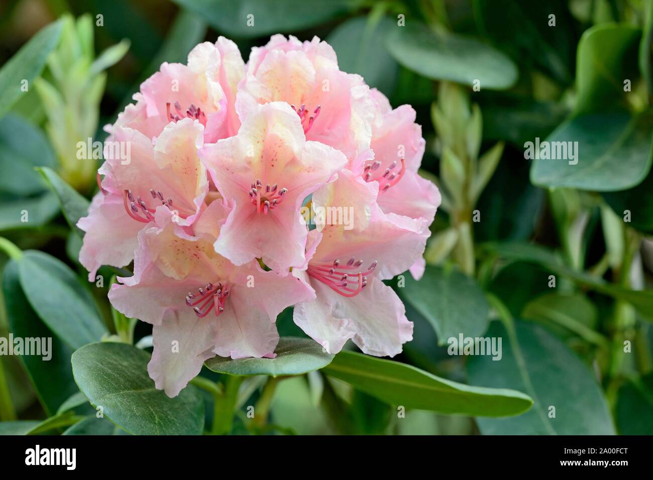 Rhododendron variety Brasilia, pink umbel, North Rhine-Westphalia, Germany Stock Photo