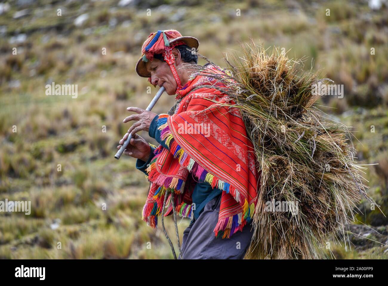 Indio man with hat and colorful poncho wearing bundles of grass and playing flute, Andes, at Cusco, Peru Stock Photo