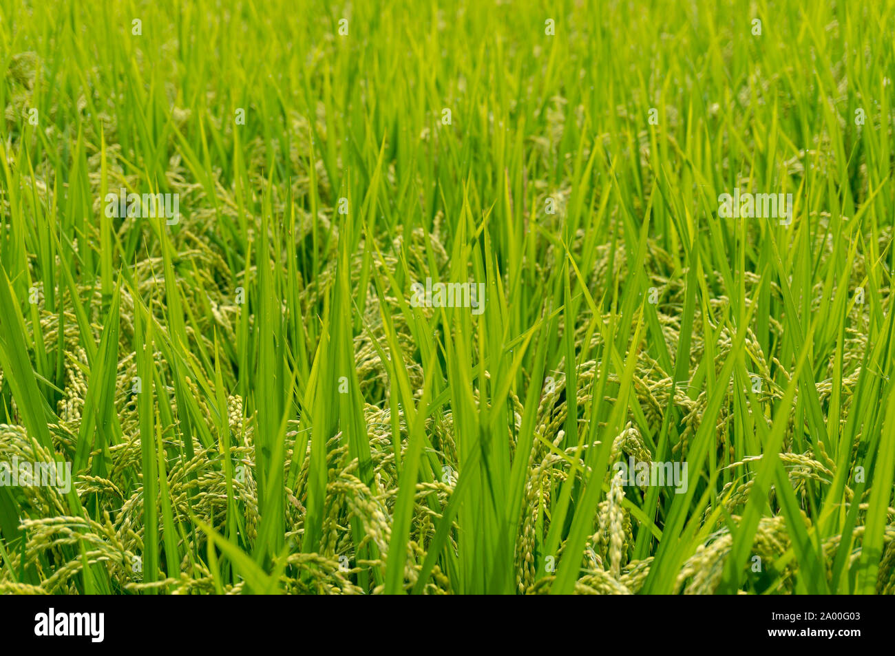Agriculture background hi-res stock photography and images - Alamy