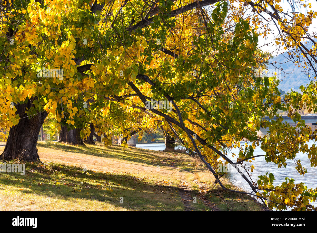 Autumnal landscape with colorful trees alley and Lake Burley Griffin the background. Bowen Park, Canberra, Australian Capital Territory, Australia Stock Photo