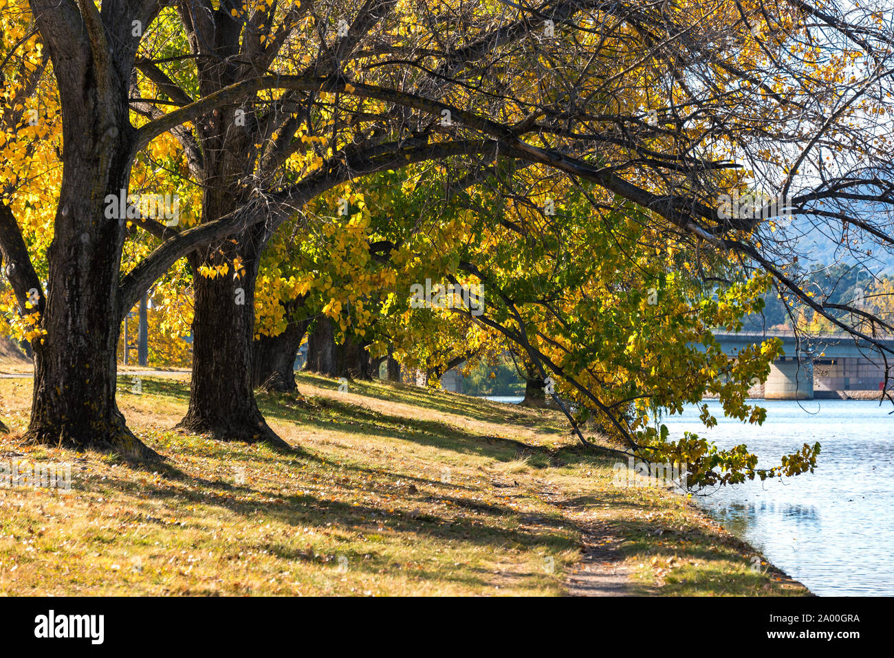 Autumnal landscape with colorful trees alley and Lake Burley Griffin the background. Bowen Park, Canberra, Australian Capital Territory, Australia. Se Stock Photo