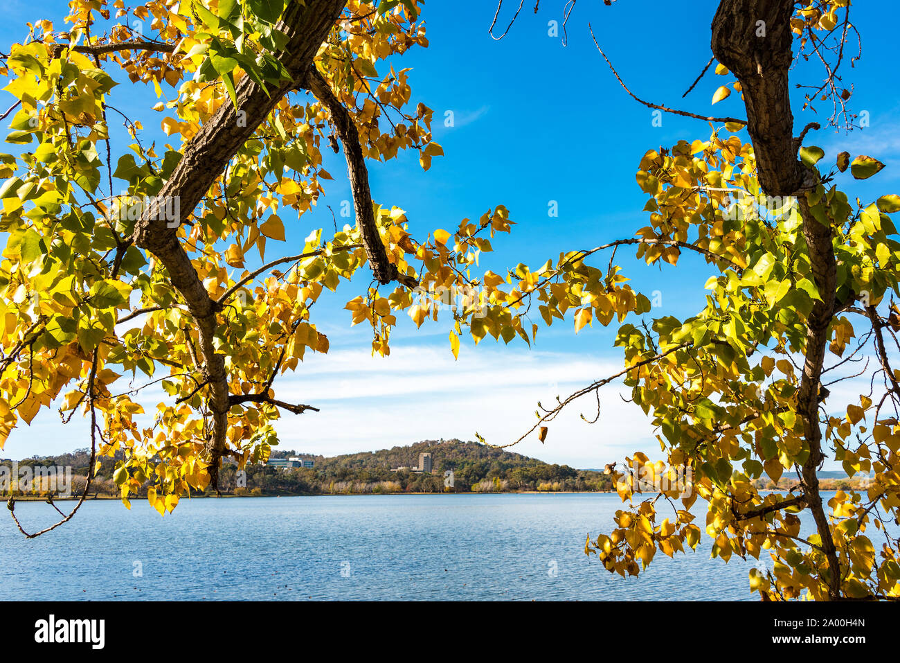 Autumn bright and vivid colorful poplar leaves with Burley Griffin Lake on the background. Fall foliage wallpaper. Bowen Park, Canberra, Australian Ca Stock Photo