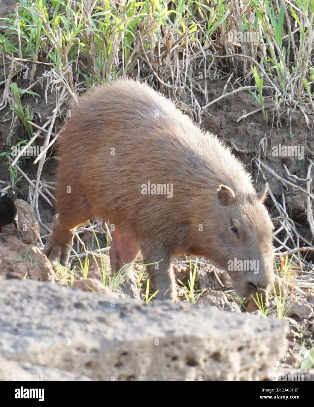 The capybara (Hydrochoerus hydrochaeris) is a mammal native to South America.  It is the largest living rodent in the world. Also called chigüire,  chigüiro and carpincho, this is a wild animal photographed