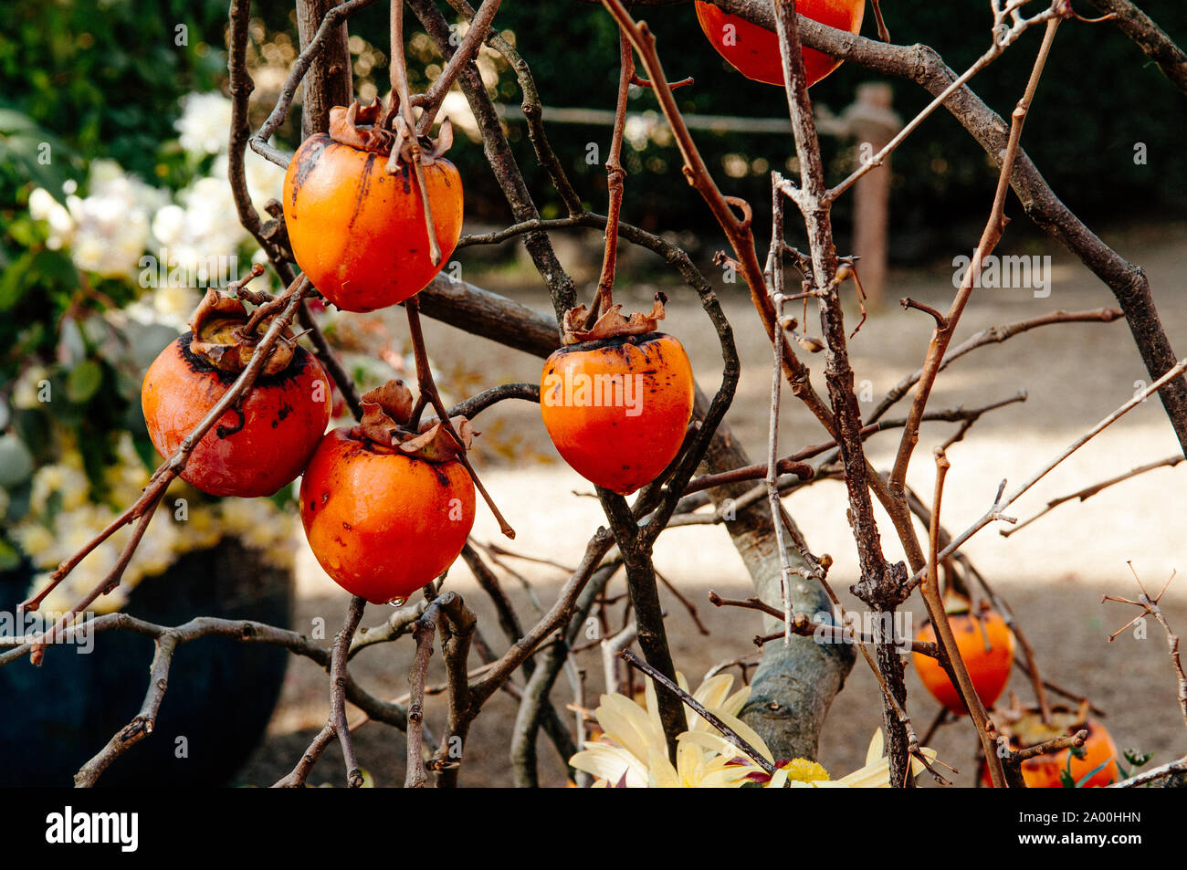 Japanese Kaki fresh beautiful organic persimmon fruits on its tree close up detail with blue background Stock Photo