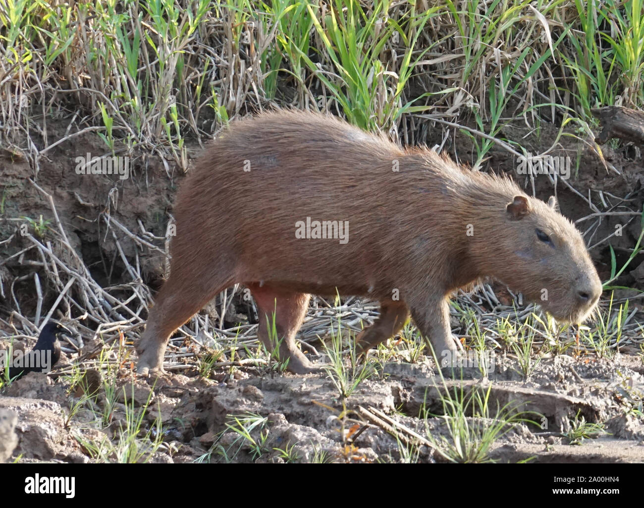 The capybara (Hydrochoerus hydrochaeris) is a mammal native to South America. It is the largest living rodent in the world. Also called chigüire, chigüiro and carpincho, this is a wild animal photographed on the banks of the River Amazon. Stock Photo