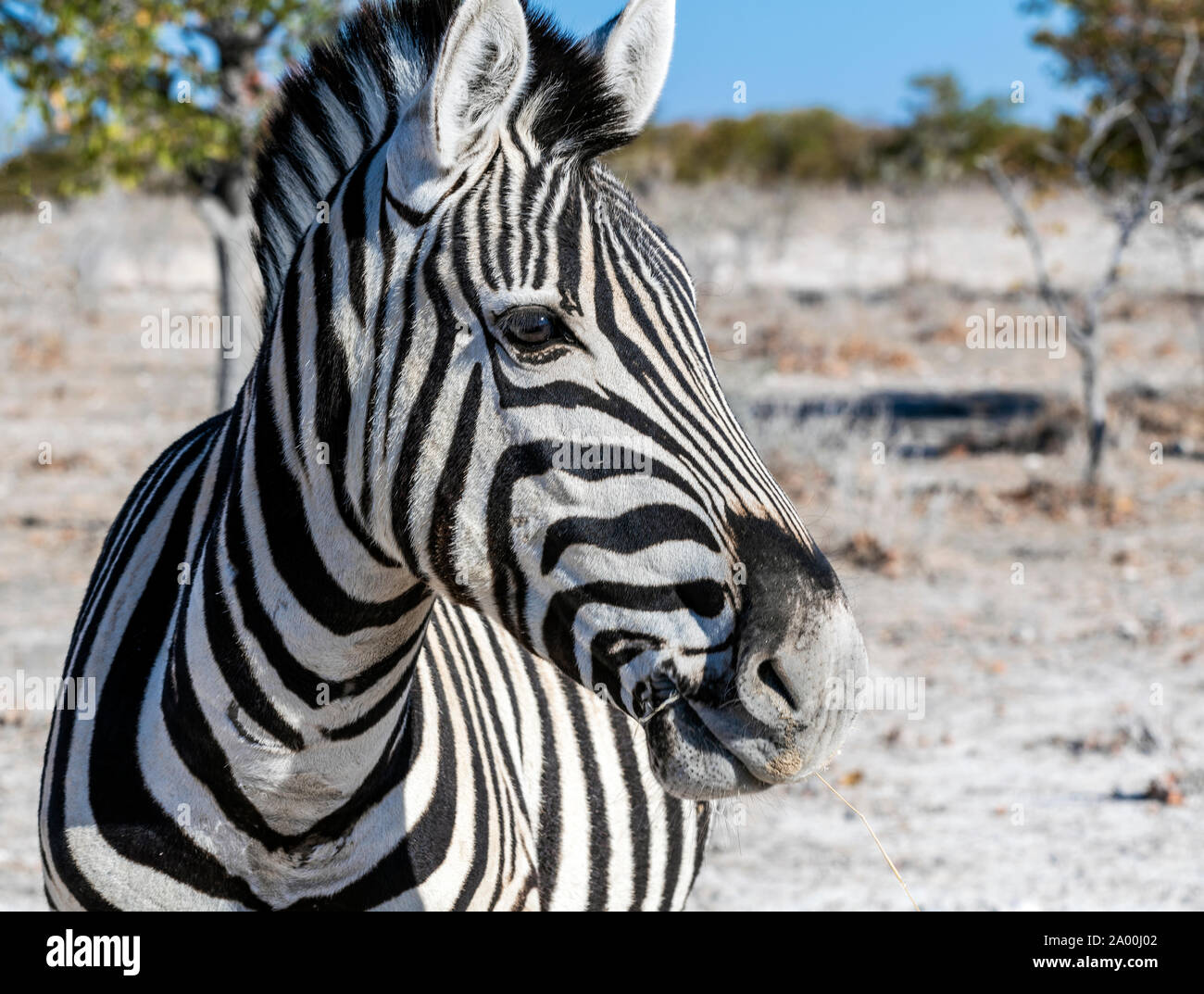 Zebra, Etosha National Park, Kunene, Namibia Stock Photo