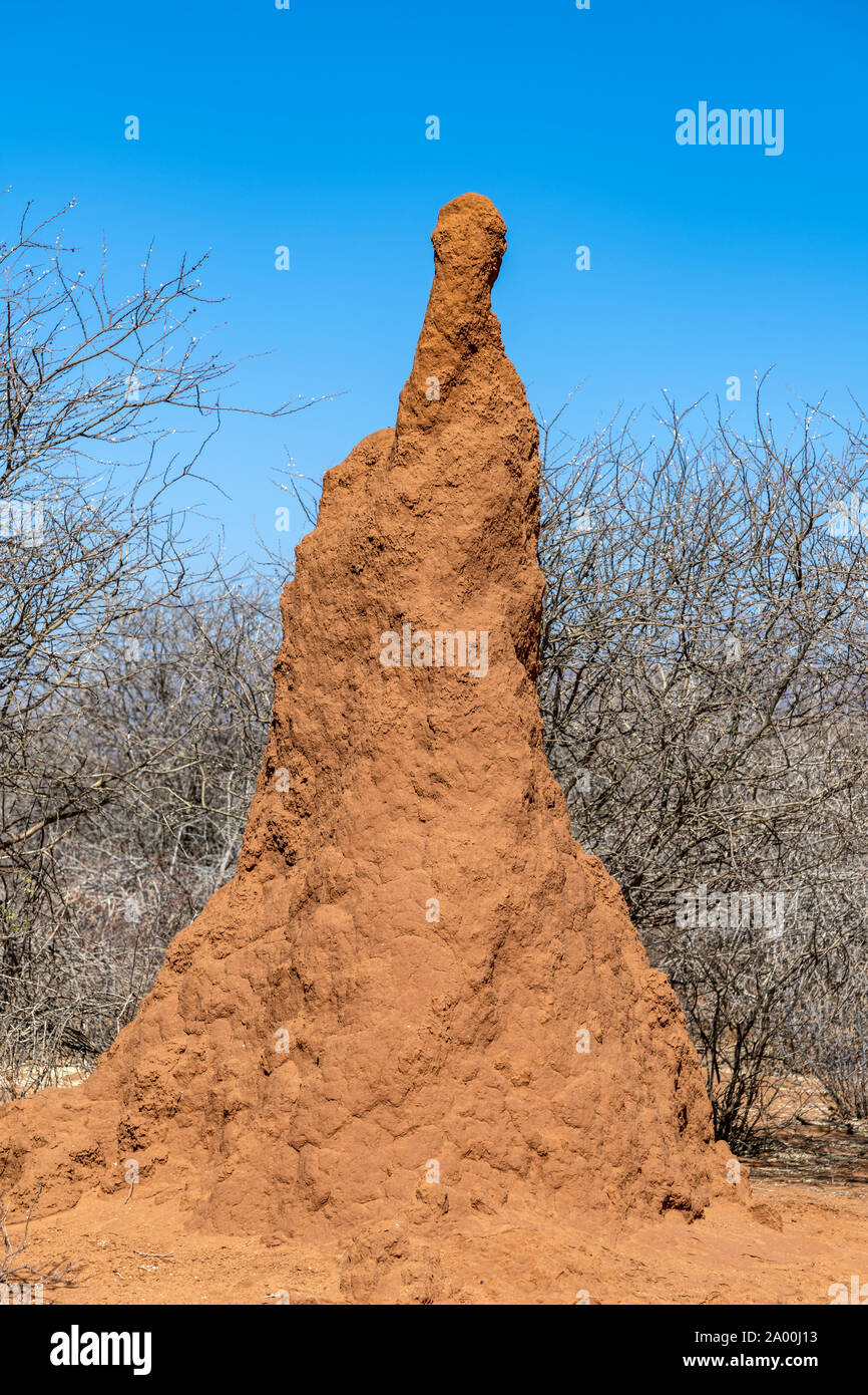 Termite mound, Outjo, Kunene, Namibia Stock Photo