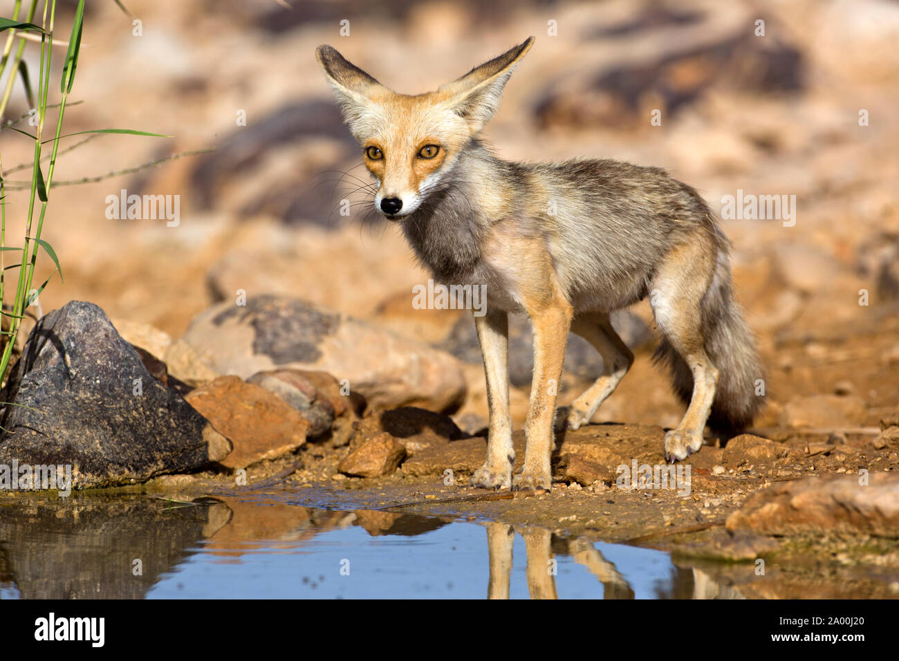 Red Fox  (Vulpes vulpes) IN THE DESERT Stock Photo