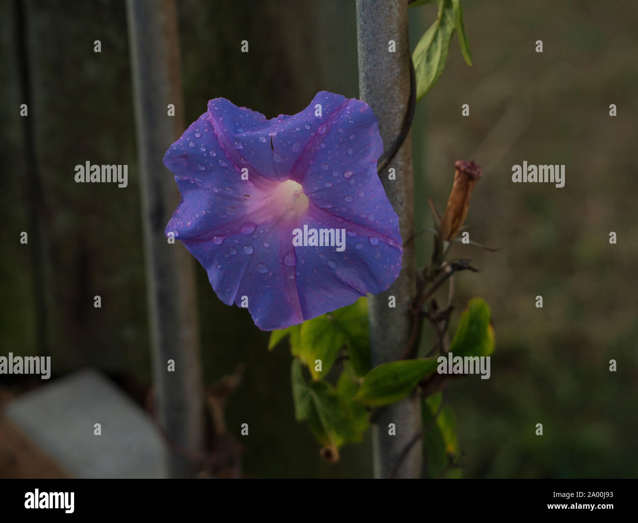 Raindrops freshen a purple morning glory flower vine that is climbing up a fence pole Stock Photo