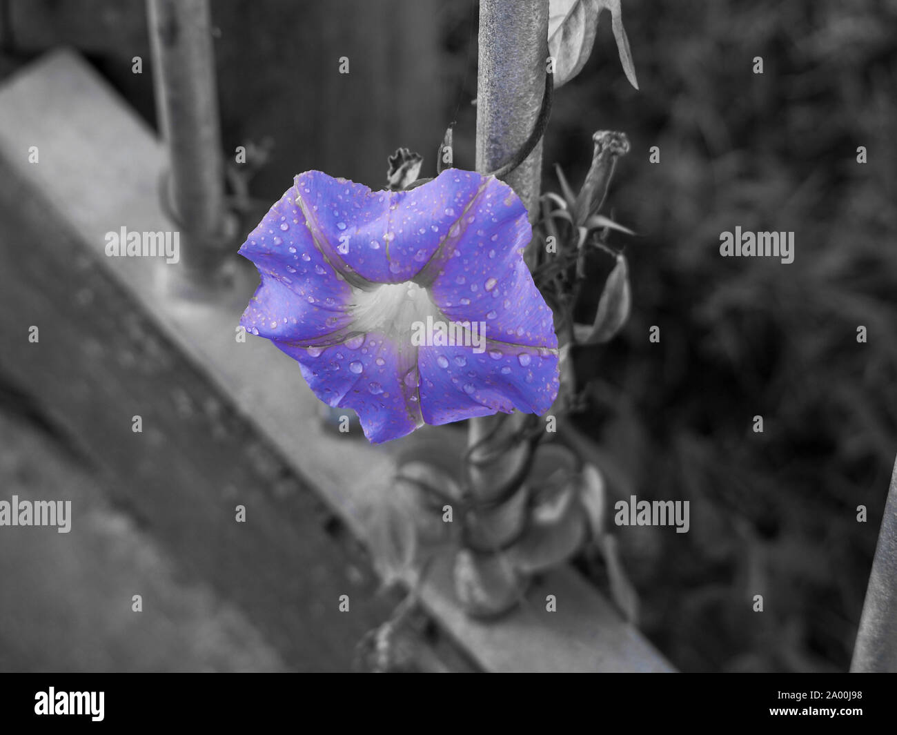 Rain fresh purple morning glory flower vine, climbing up a fence pole, Selective partial colour photo. Stock Photo