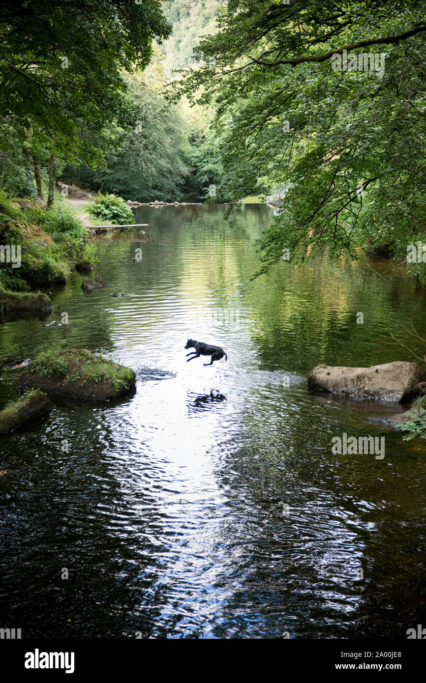 Black labrador does flying leap while leaping into River Teign on Dartmoor at Chagford in Devon to cool off on a very hot day Stock Photo