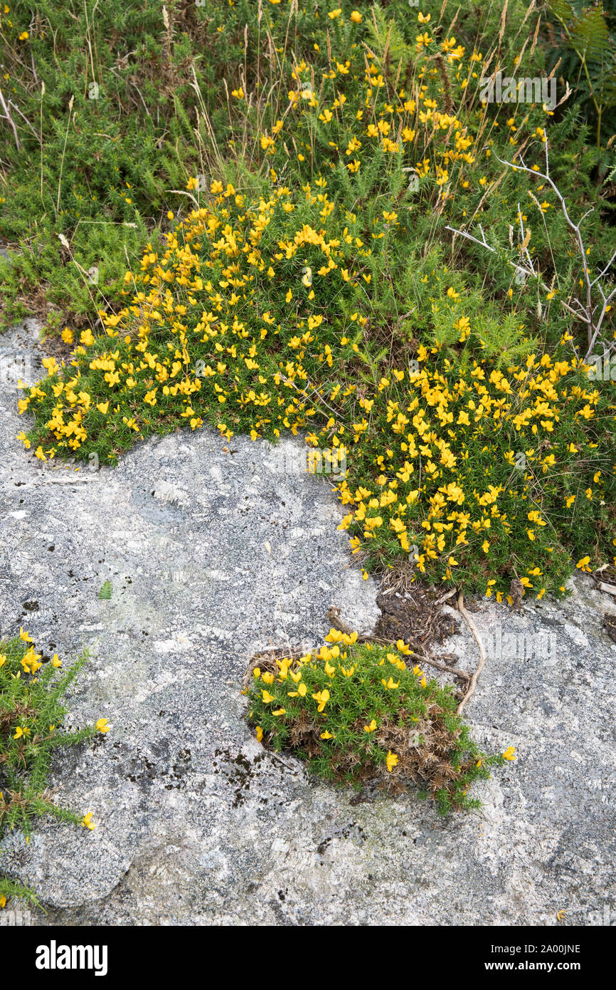 Bright yellow Gorse growing wild on rock on Dartmoor in Devon, UK Stock Photo