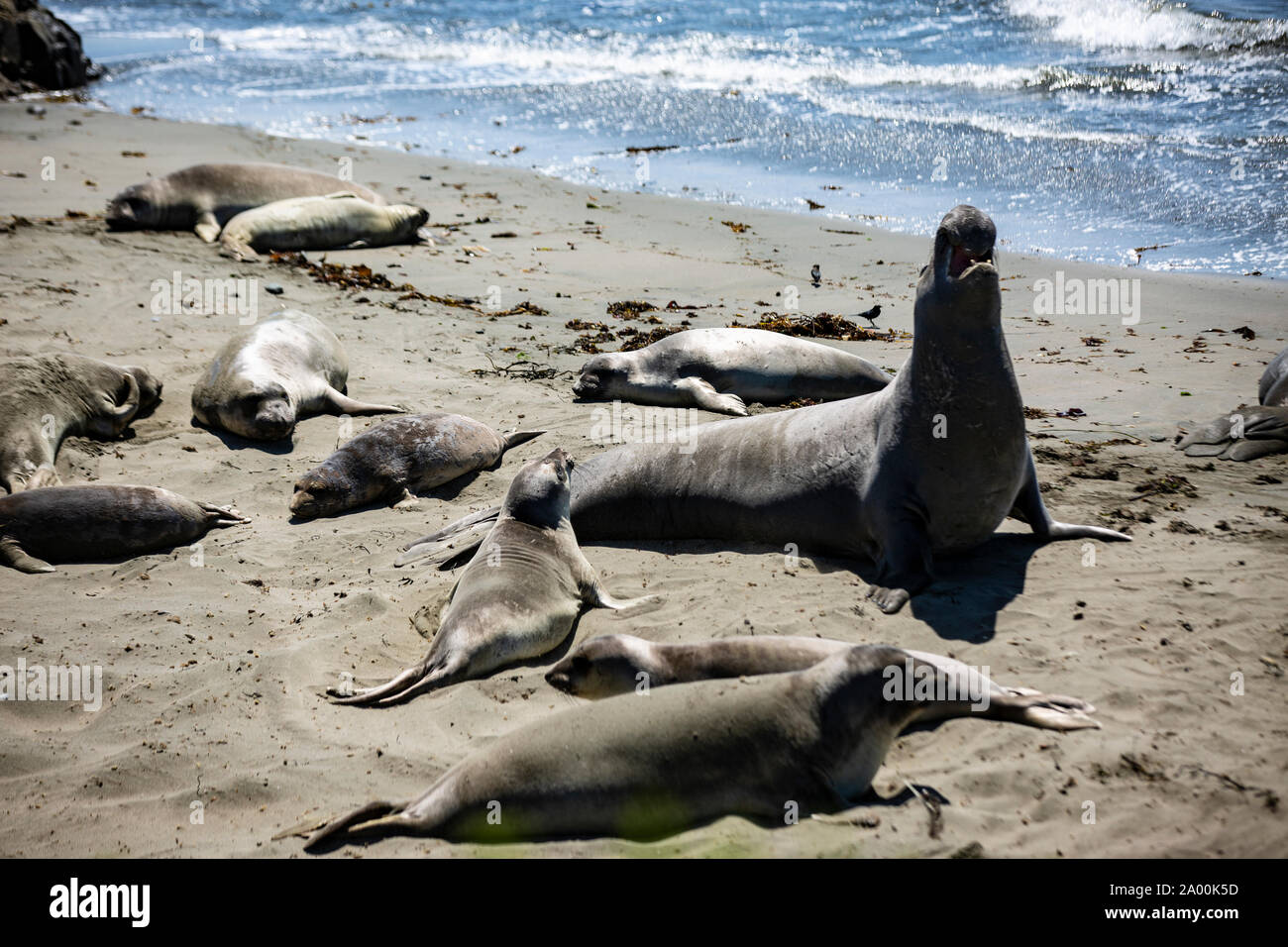 Seelöwen und See-Elefanten liegen am Strand des kalifornischen Küstenabschnitts Big Sur. Die Tiere faulenzen in der Sonne, lassen sich von den Wellen Stock Photo