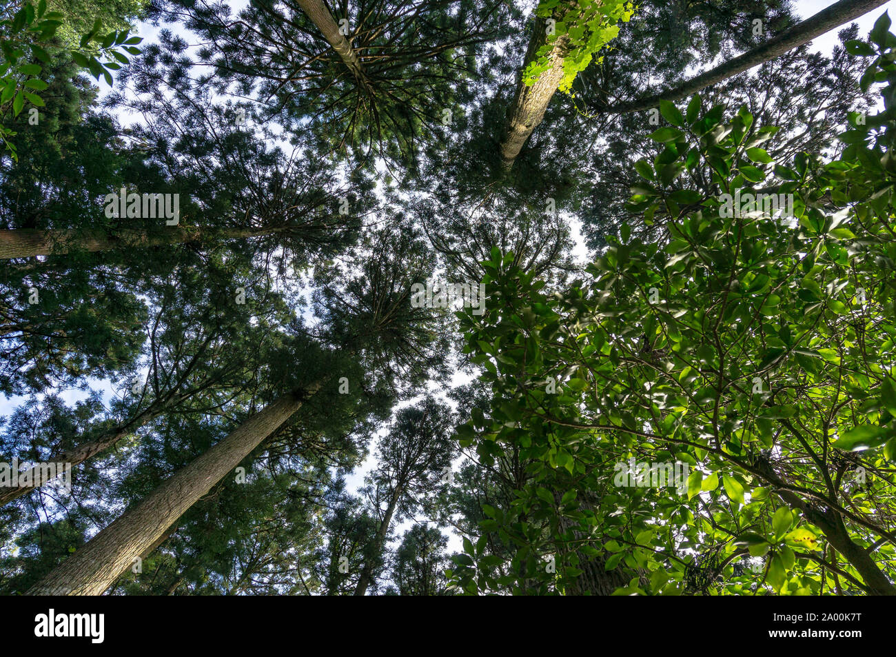 Looking up in the sequoia, redwood forest. Tree canopy, leaves as viewed directly below Stock Photo