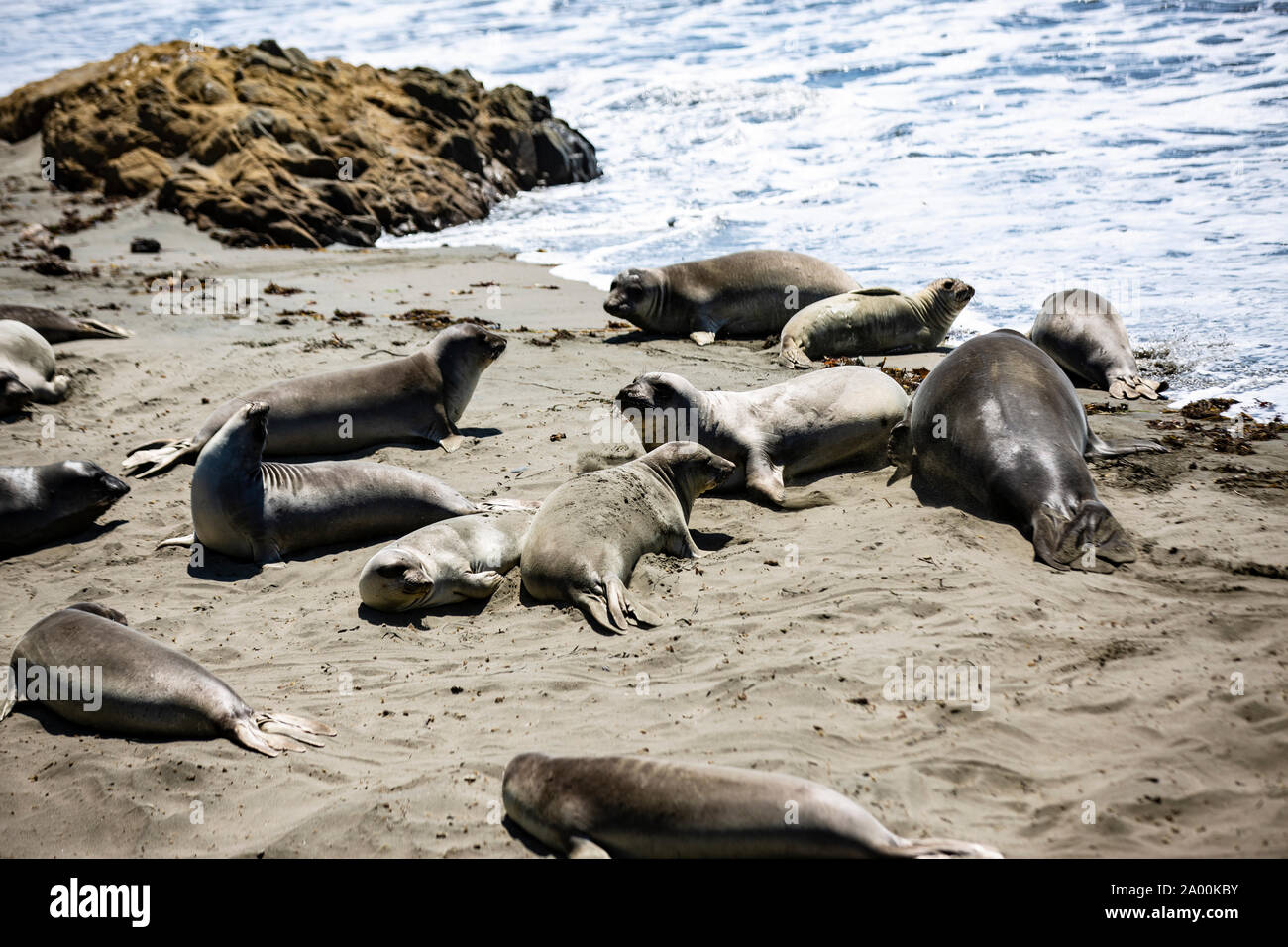 Seelöwen und See-Elefanten liegen am Strand des kalifornischen Küstenabschnitts Big Sur. Die Tiere faulenzen in der Sonne, lassen sich von den Wellen Stock Photo
