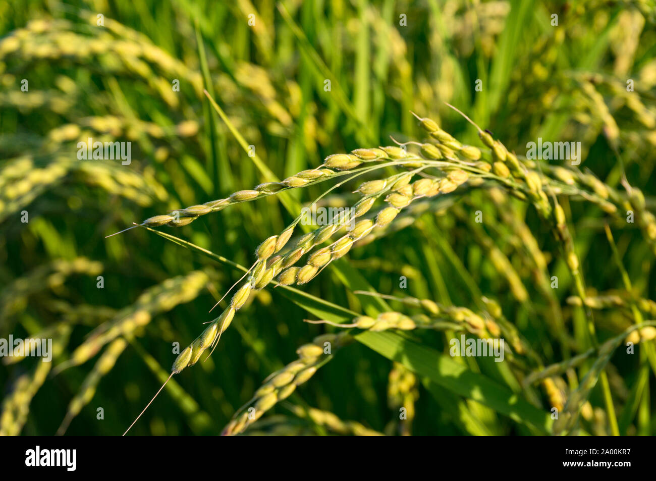 Agriculture, farm scene in rural Japan. Close up of ripe rice paddy, grass on the field on sunset. Selective focus, DOF Stock Photo