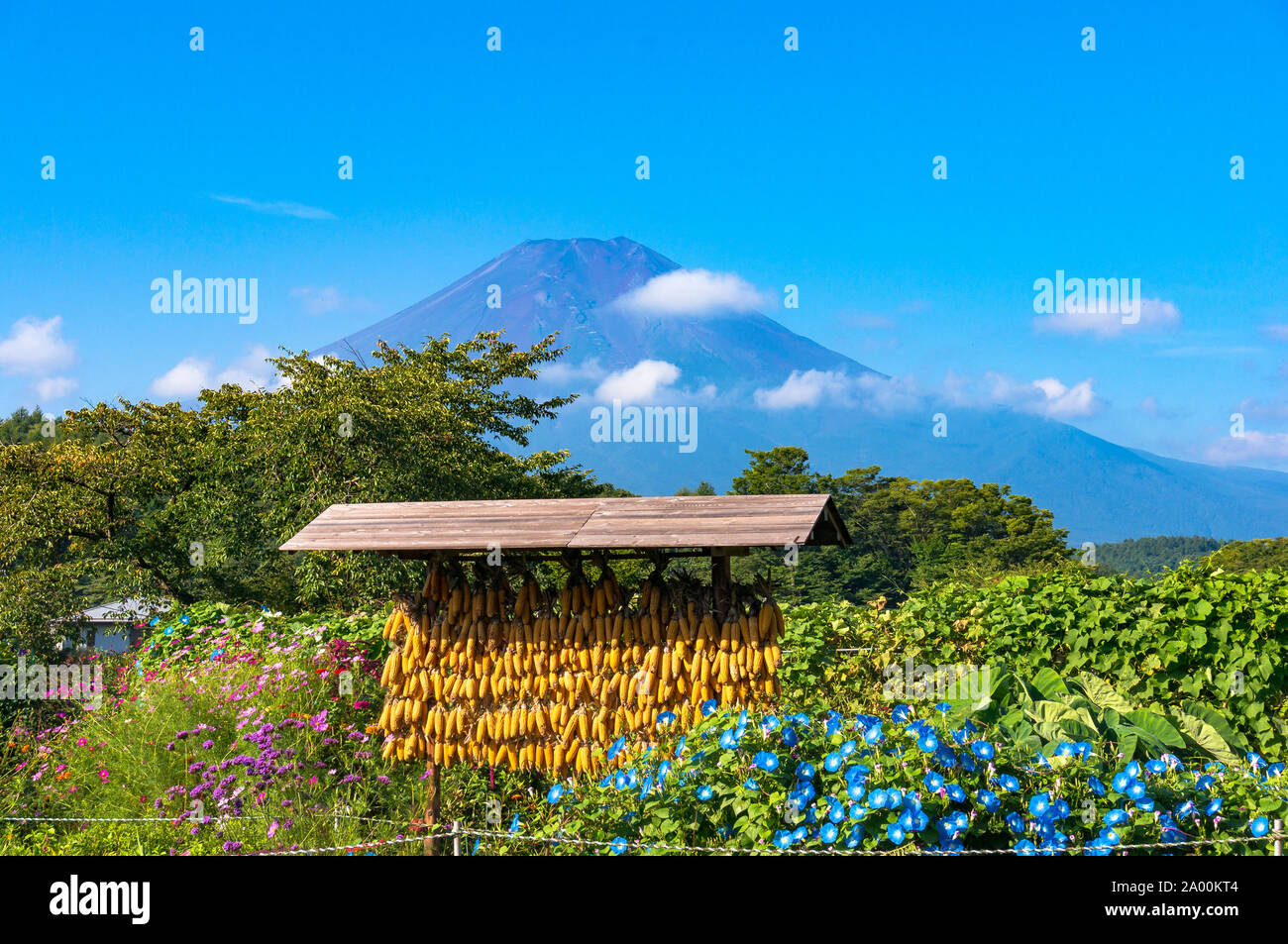 Corn drying rack with Mount Fuji on the background. Japanese rural agriculture scene in Oshino Hakkai heritage village. Japan countryside of Fuji Five Stock Photo