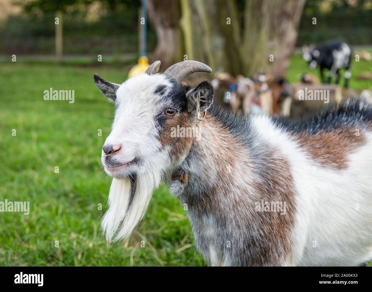 Pygmy goat Portrait Stock Photo