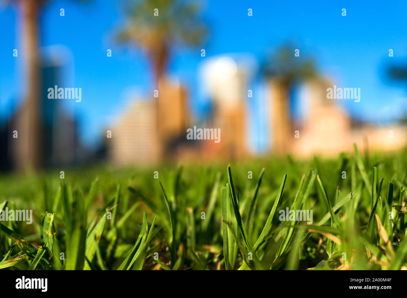 Green grass with blurred cityscape on the background. Green urban living concept. Shallow DOF, selective focus Stock Photo