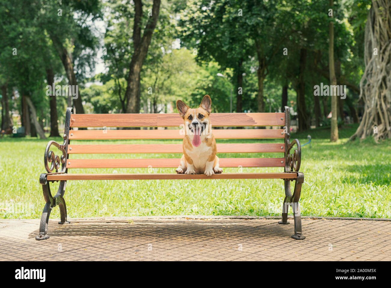 Cute Pembroke Welsh Corgi dog on a bench in the park Stock Photo