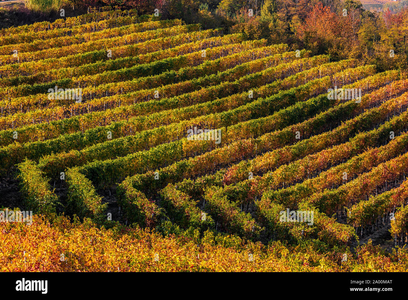 View of colorful autumnal vineyards near Barolo in Piedmont, Northern Italy. Stock Photo
