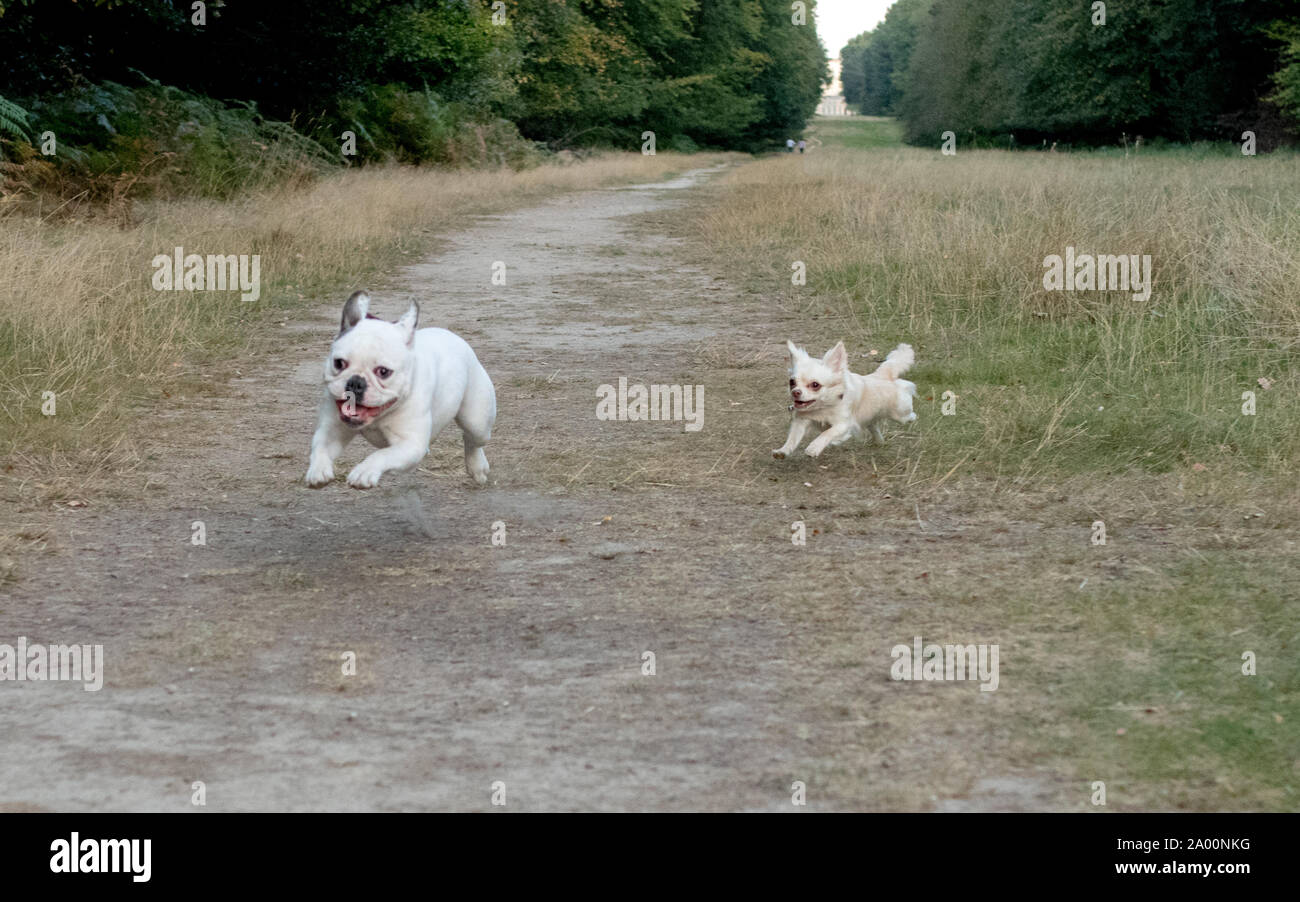 Flying dog being chased Stock Photo