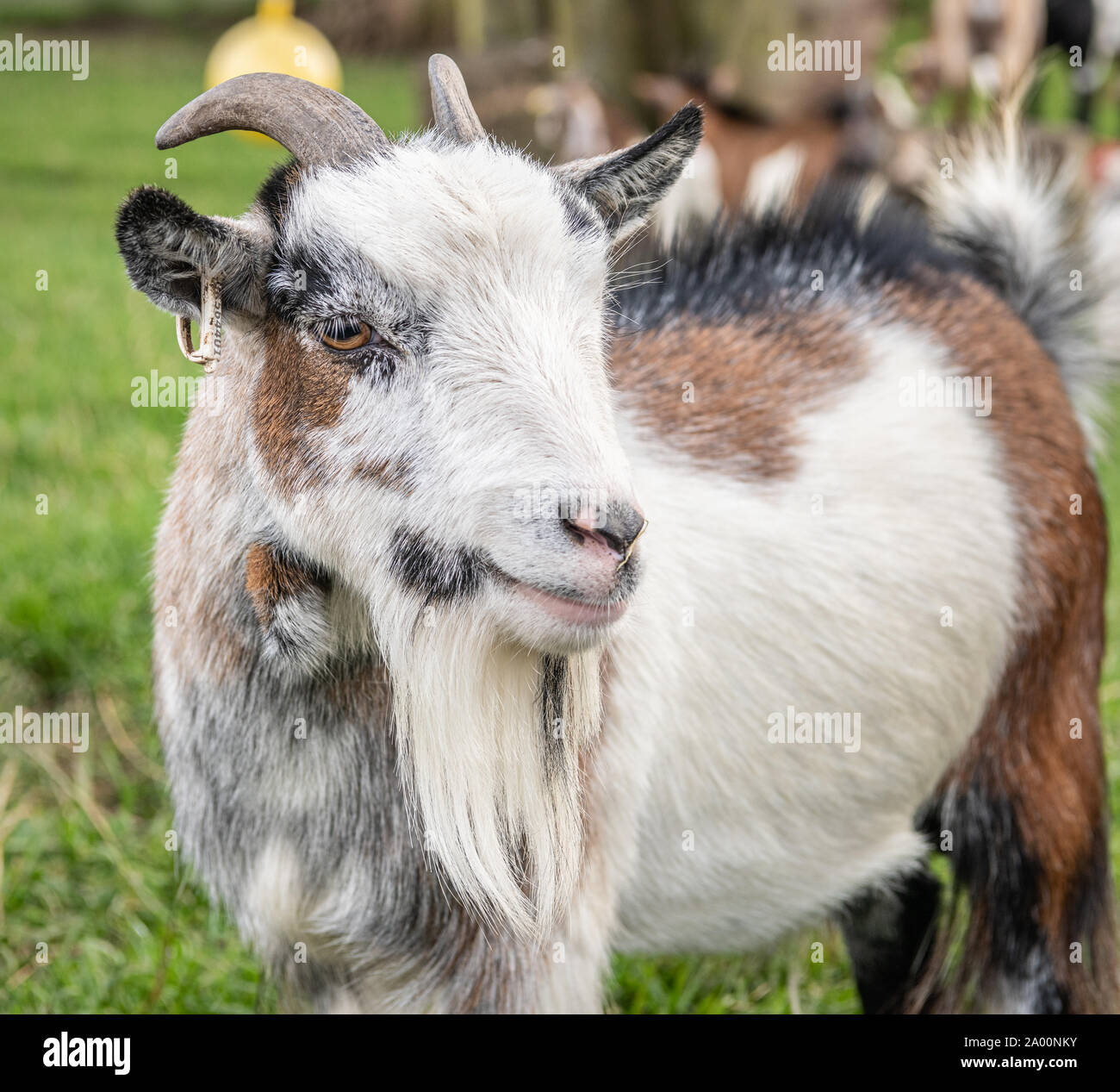 Pygmy goat Portrait Stock Photo Alamy