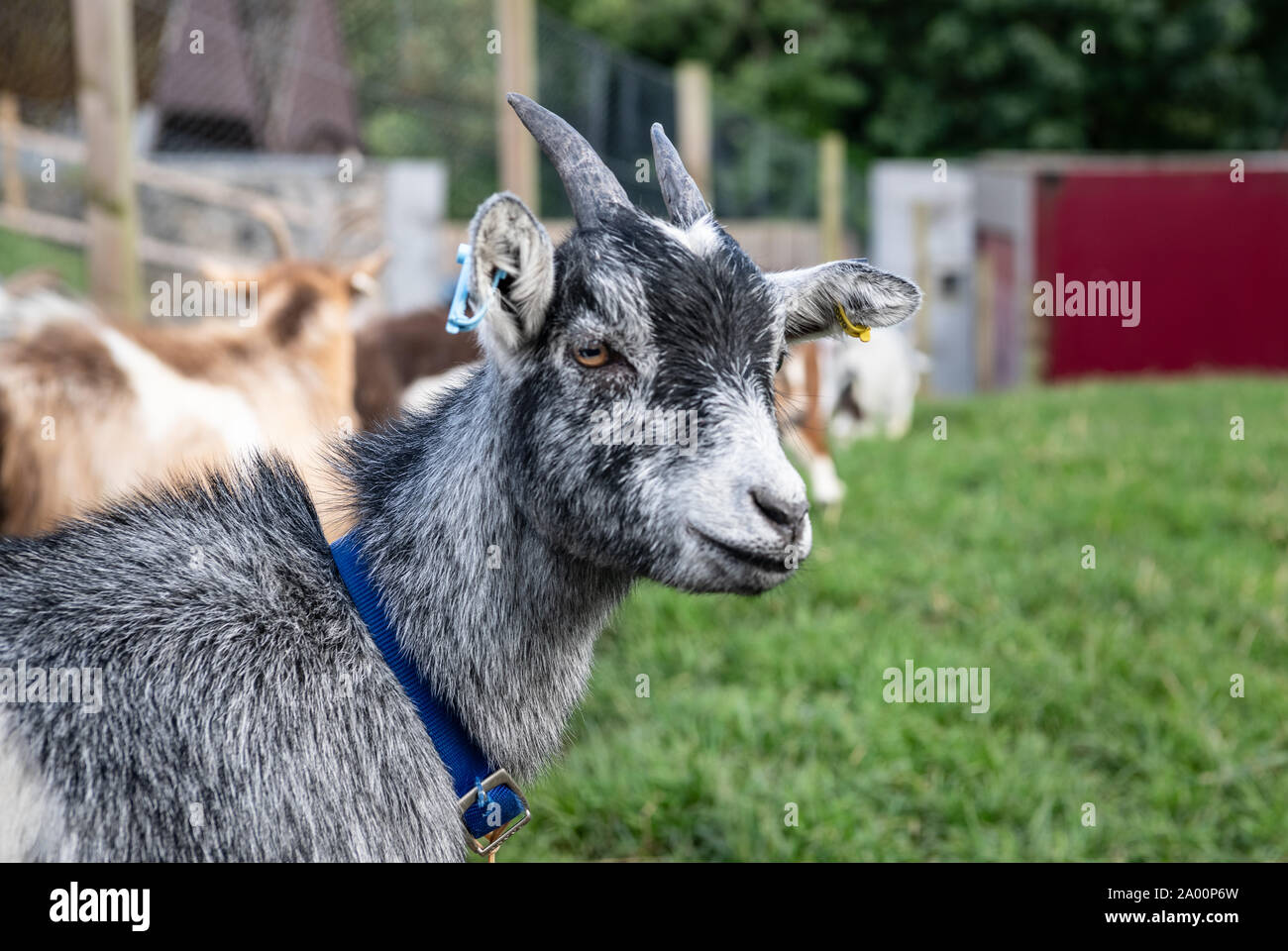 Pygmy goat Portrait Stock Photo