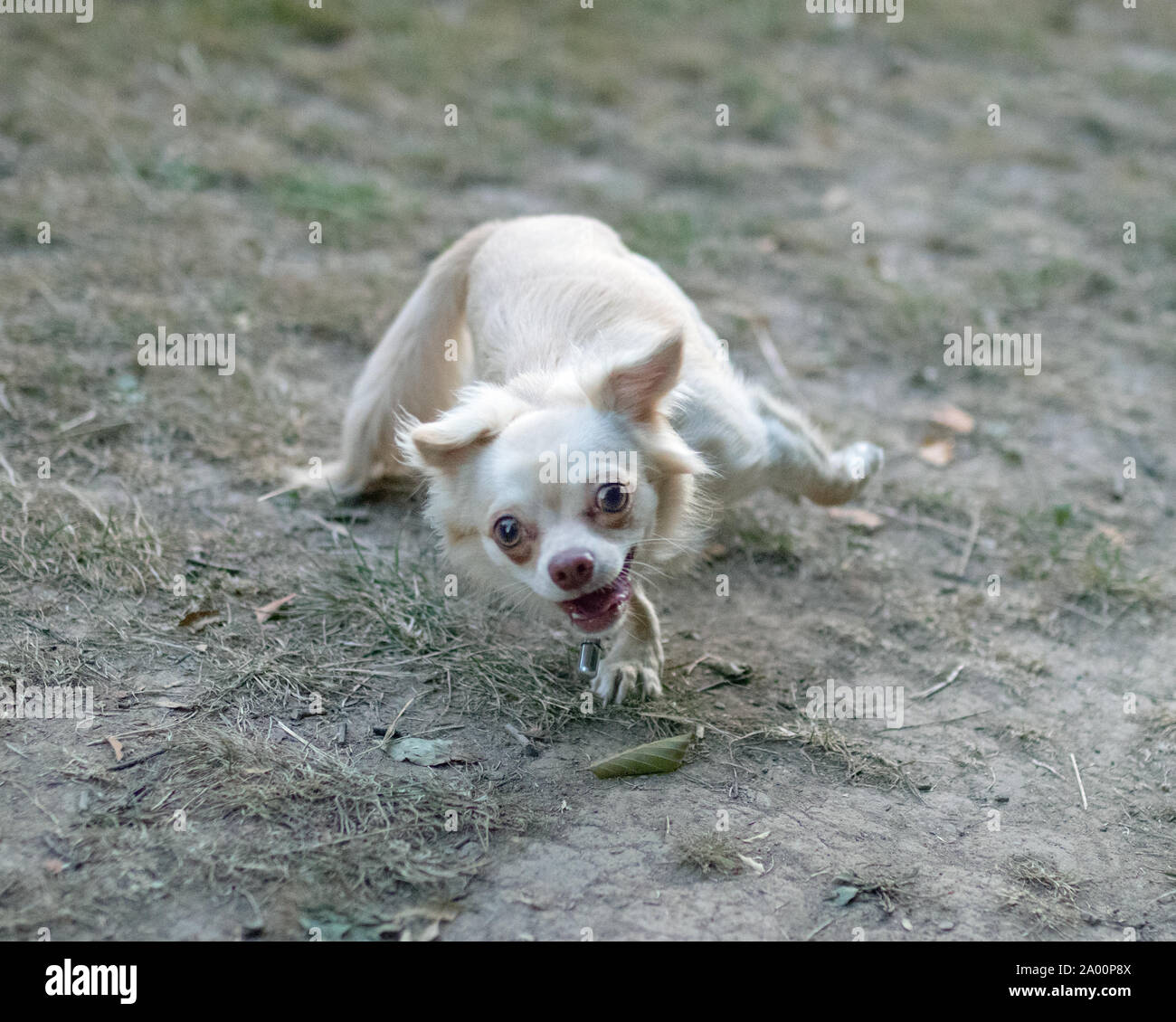 Ugly dog looking at the camera Stock Photo - Alamy
