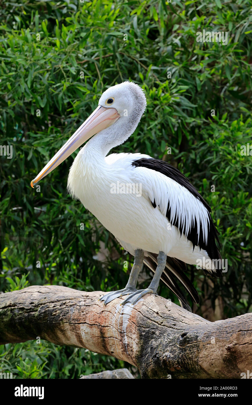Australian Pelican, adult on branch, Cuddly Creek, South Australia, Australia, (Pelecanus conspicillatus) Stock Photo