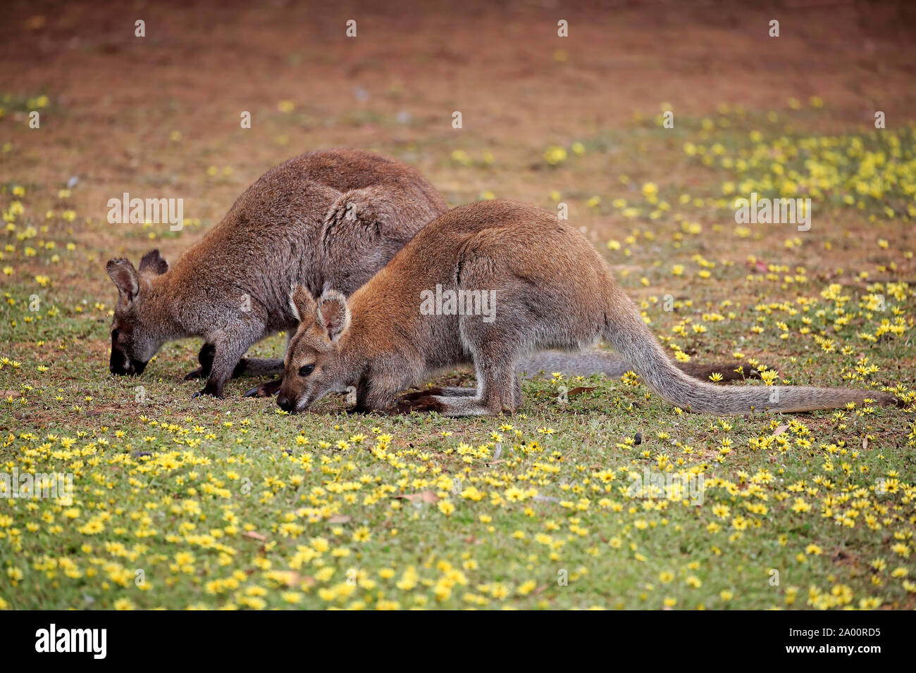 Bennett Wallaby, adult couple feeding in meadow, Cuddly Creek, South Australia, Australia, (Macropus rufogriseus) Stock Photo