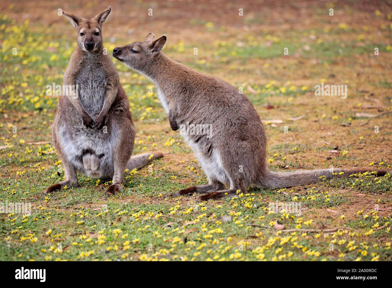 Bennett Wallaby, adult couple sniffing each other in meadow, Cuddly Creek, South Australia, Australia, (Macropus rufogriseus) Stock Photo