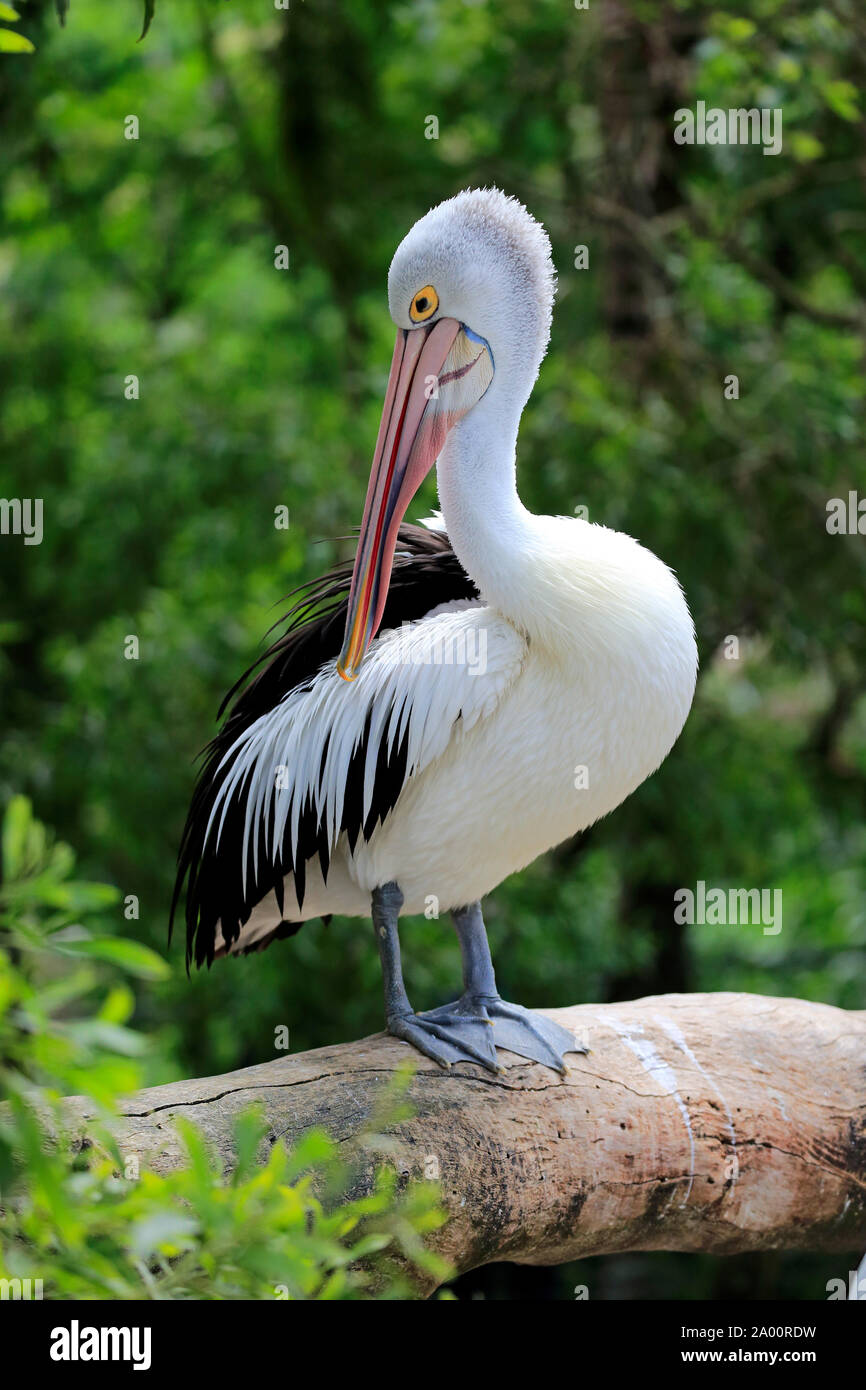 Australian Pelican, adult on branch, Cuddly Creek, South Australia, Australia, (Pelecanus conspicillatus) Stock Photo