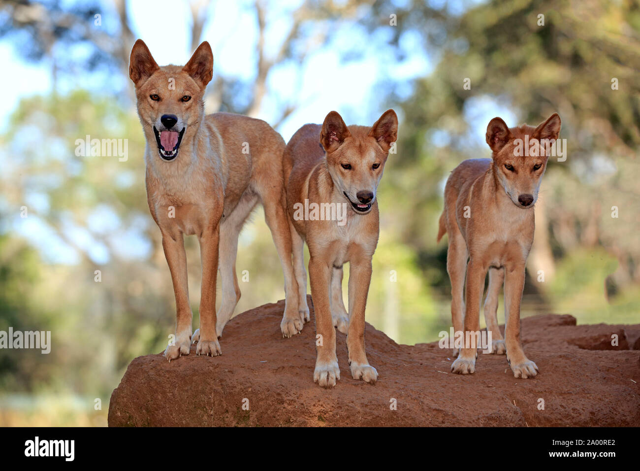 Dingo, pack of adults on rock, Phillip Island, Gippsland, Victoria, Australia, (Canis familiaris dingo) Stock Photo