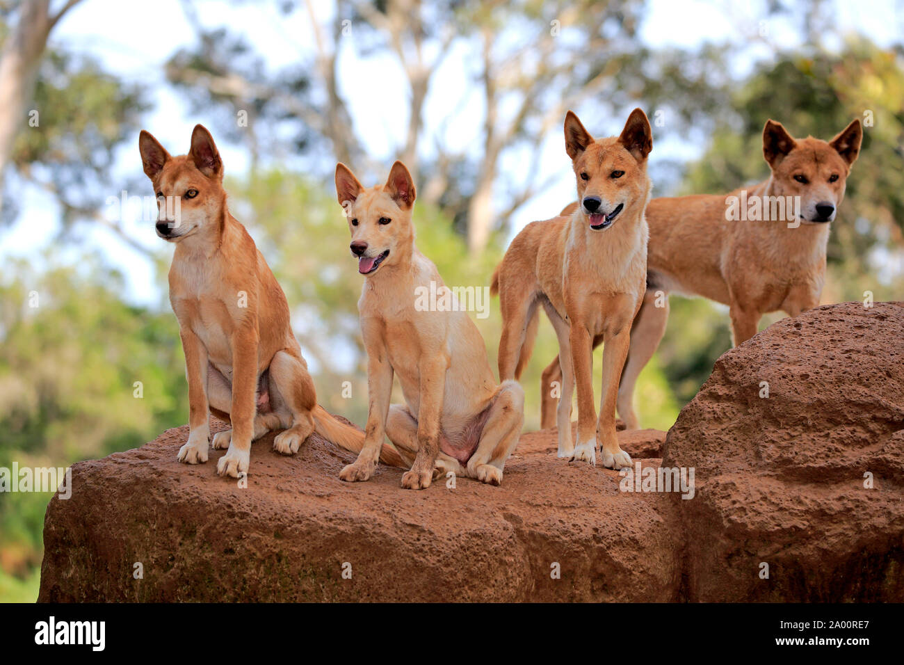 Dingo, pack of adults on rock, Phillip Island, Gippsland, Victoria,  Australia, (Canis familiaris dingo Stock Photo - Alamy