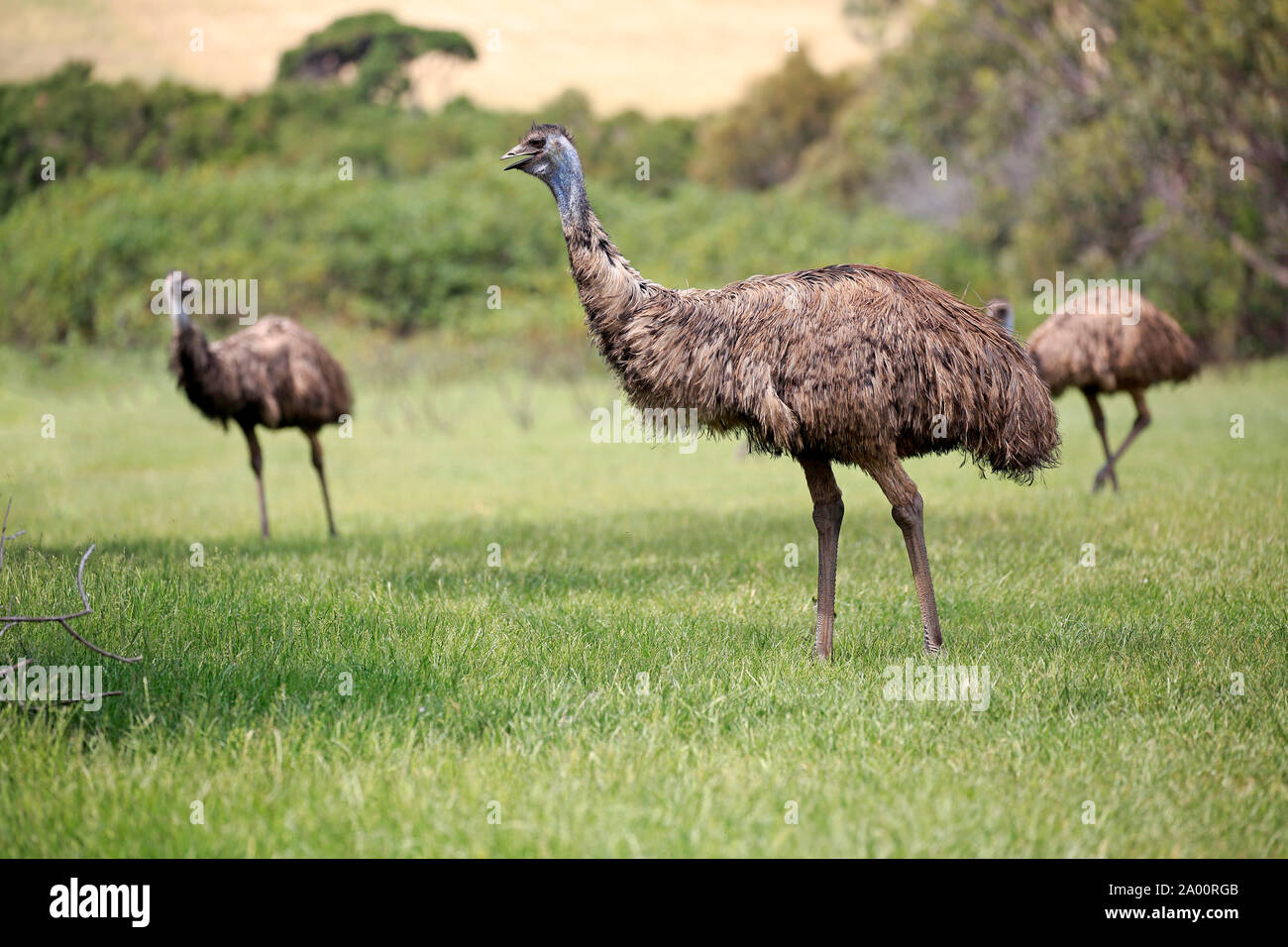 Emu, adult searching for food, Phillip Island, Gippsland, Victoria, Australia, (Dromaius novaehollandiae) Stock Photo