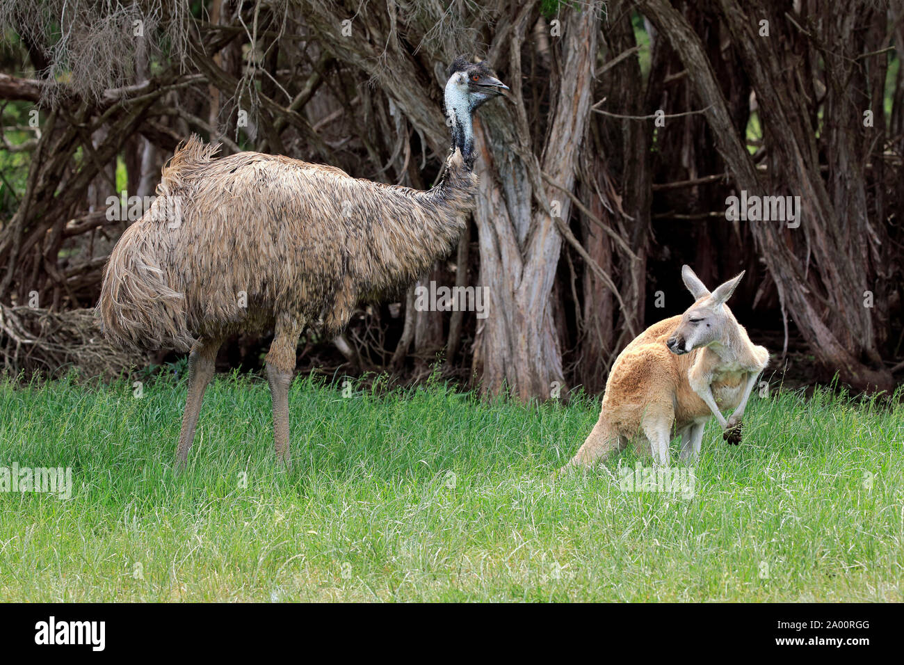 Emu, Red Kangaroo, adult, Phillip Island, Gippsland, Victoria, Australia, (Dromaius novaehollandiae), (Macropus rufus) Stock Photo