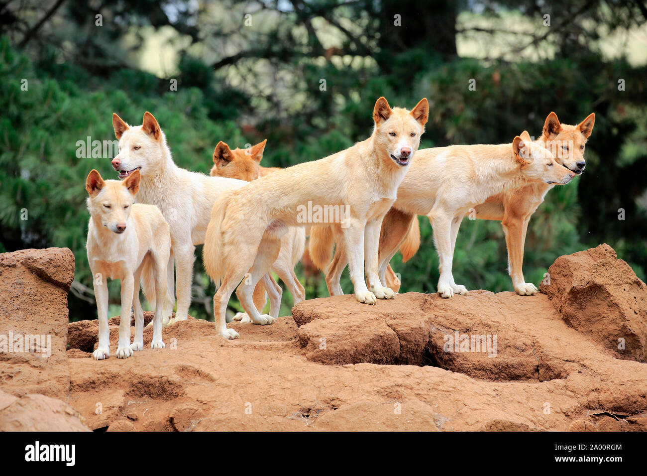 Dingo, pack of adults on rock, Phillip Island, Gippsland, Victoria