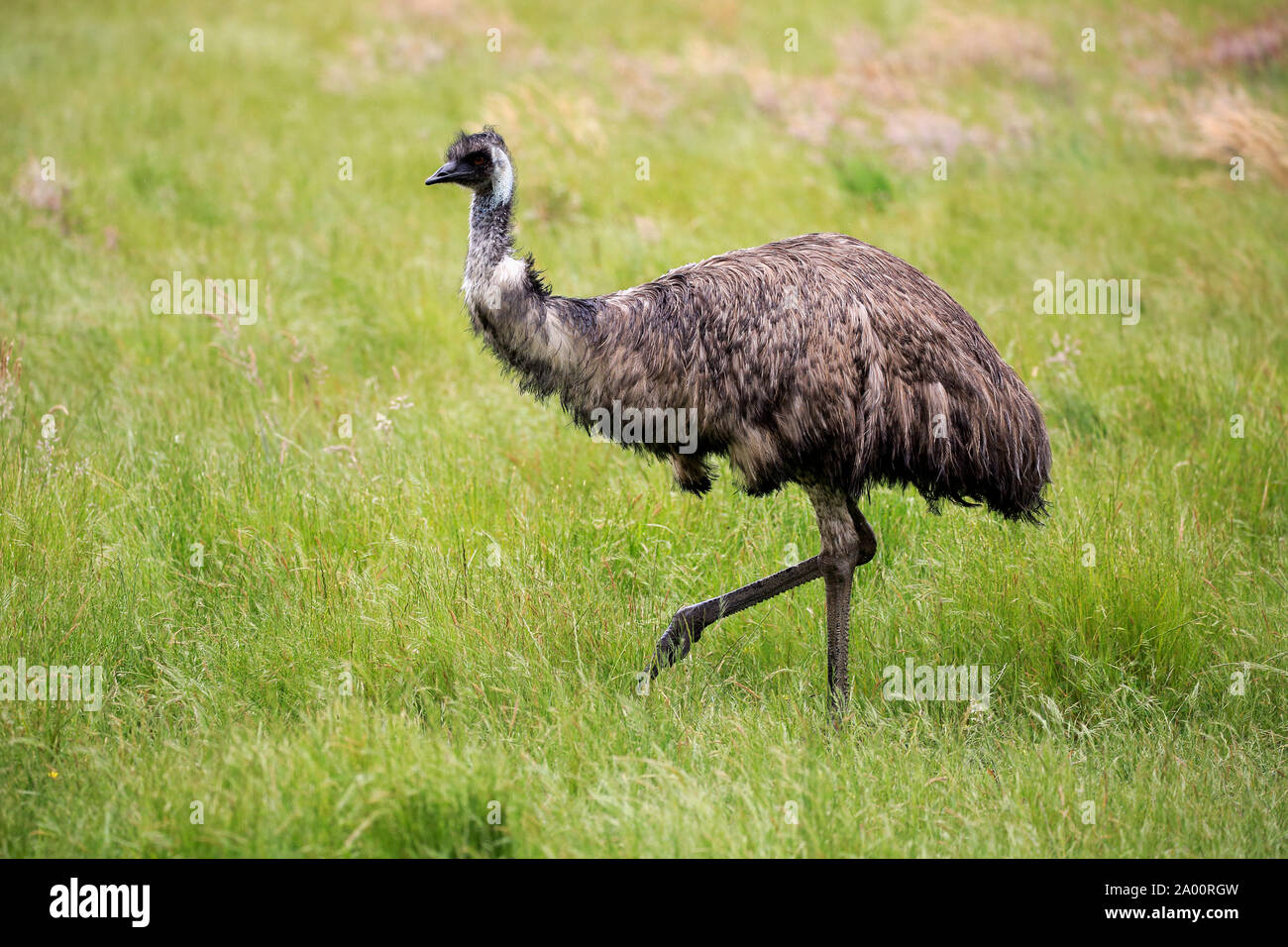 Emu, adult walking searching for food, Parndana, Kangaroo Island, South Australia, Australia, (Dromaius novaehollandiae) Stock Photo