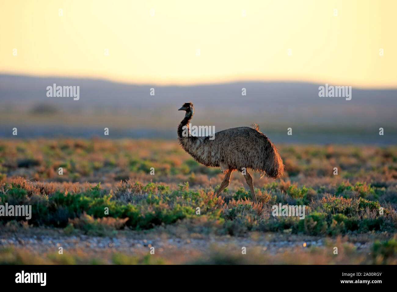 Emu, adult, Sturt Nationalpark, New South Wales, Australia, (Dromaius novaehollandiae) Stock Photo