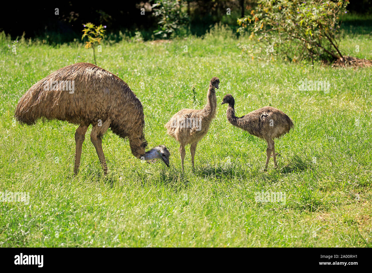 Emu, adult alert with youngs, Phillip Island, Gippsland, Victoria, Australia, (Dromaius novaehollandiae) Stock Photo