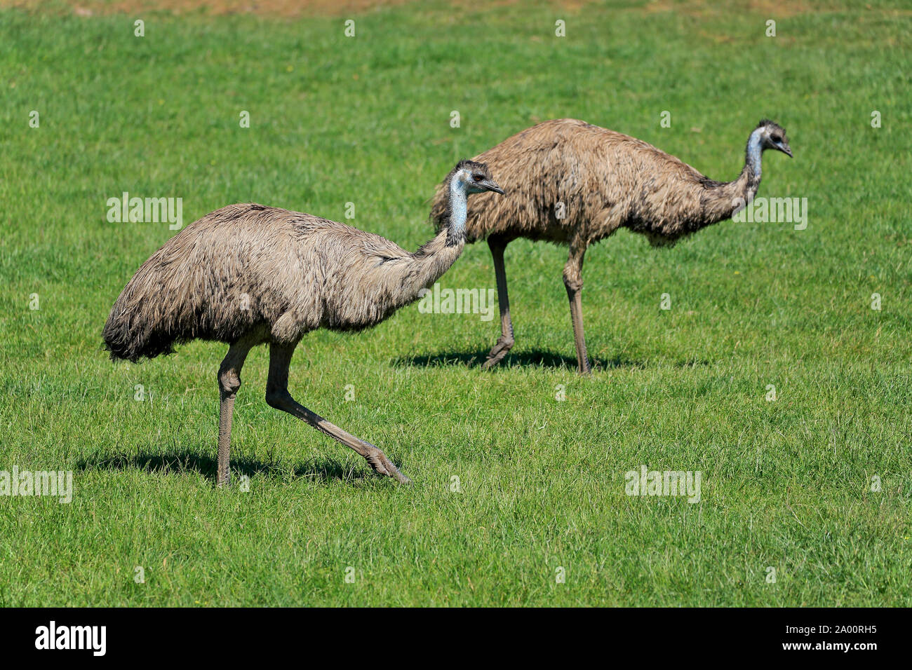 Emu, adult couple searching for food, Phillip Island, Gippsland, Victoria, Australia, (Dromaius novaehollandiae) Stock Photo