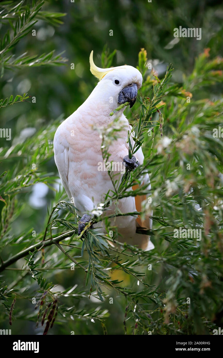 Sulfur-crested Cockatoo, adult, Long Beach, New South Wales, Australia, (Cacatua galerita) Stock Photo