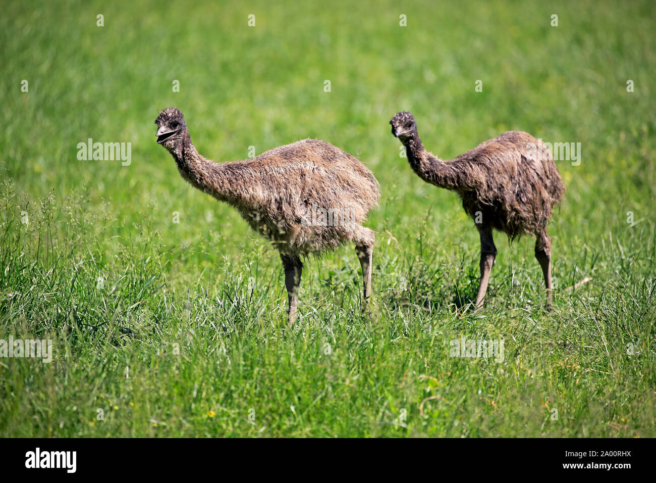 Emu, two youngs, Phillip Island, Gippsland, Victoria, Australia, (Dromaius novaehollandiae) Stock Photo