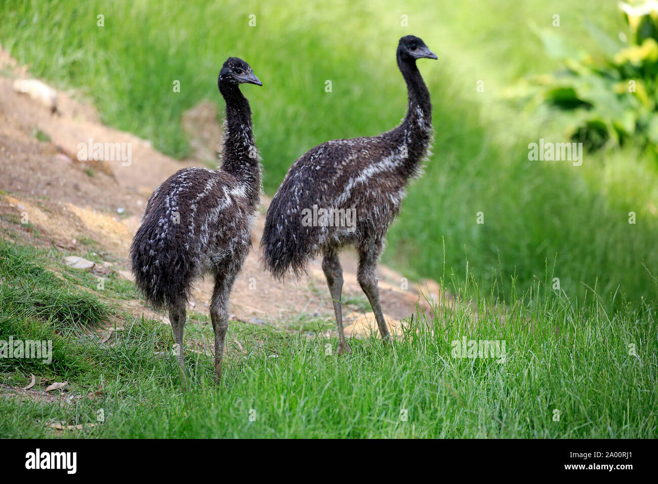 Emu, two youngs searching for food, Mount Lofty, South Australia, Australia, (Dromaius novaehollandiae) Stock Photo